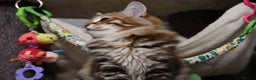 Siberian cats for sale: Siberian From Tunguska House Cattery - Advert 26