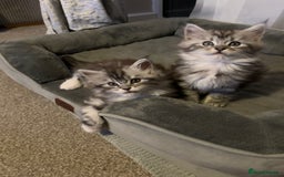 Maine Coon cats for sale: Beautiful female Maine coon ready 15/12/2025 - Image 10