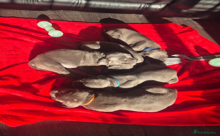 Cane Corso dogs - Advert 1