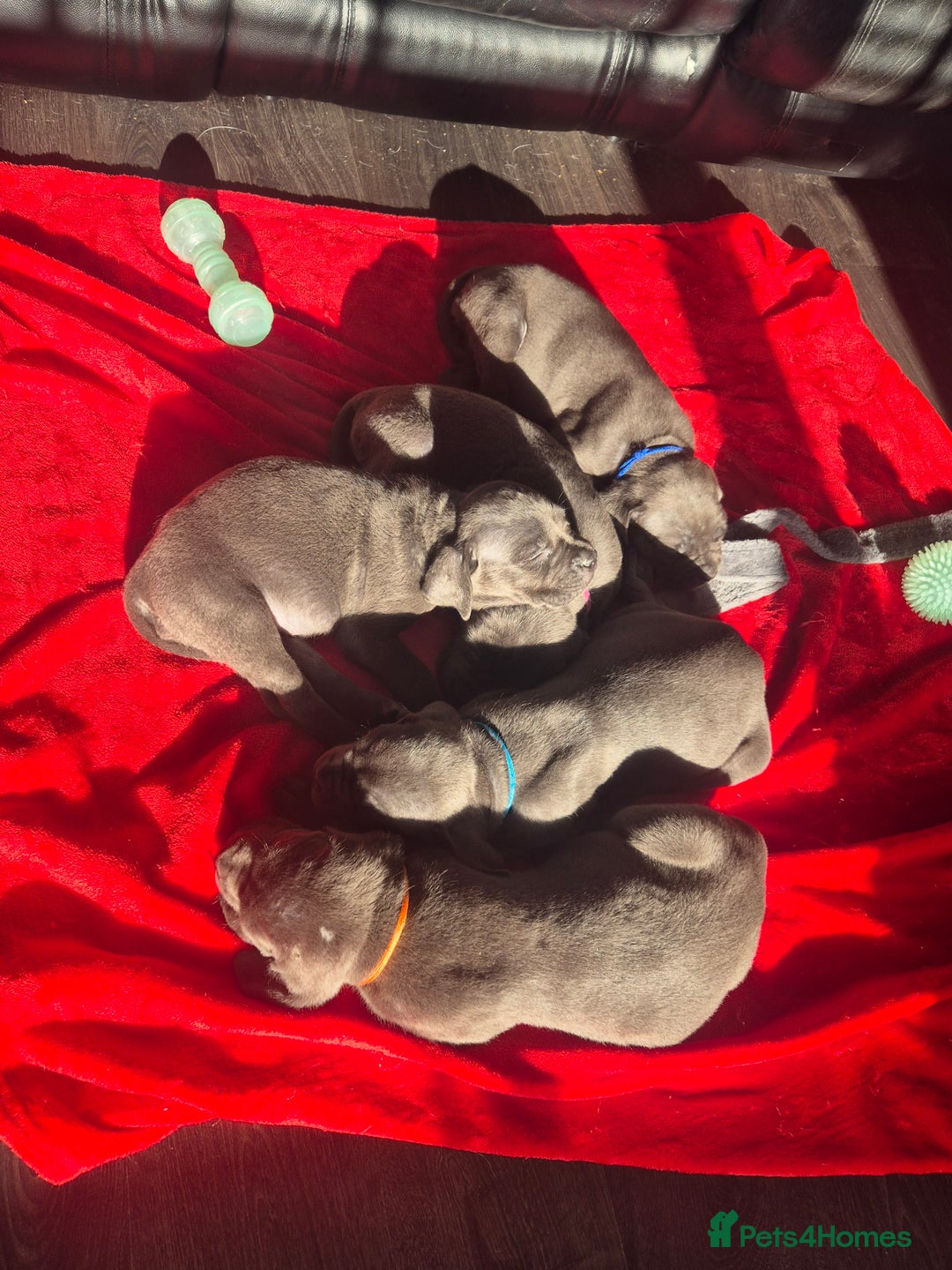 Cane Corso dogs for sale: Beautiful Blue Cane Corso Puppies - Image 1