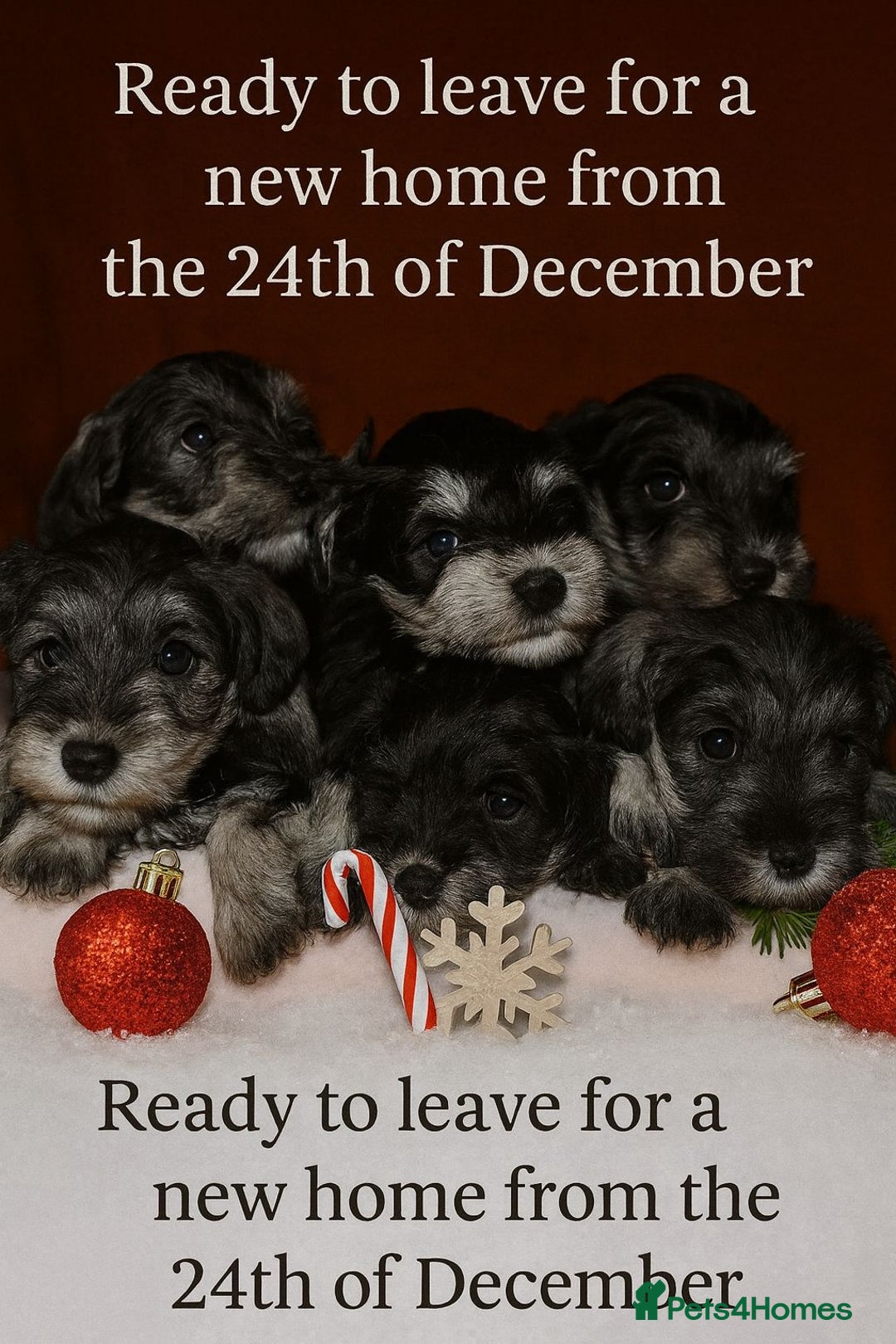 Miniature Schnauzer dogs for sale: Charming Mini Schnauzers with KC registration - Advert 21