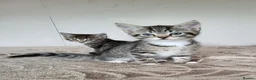 Mixed Breed cats for sale: 3 beautiful long haired kittens  - Advert 2