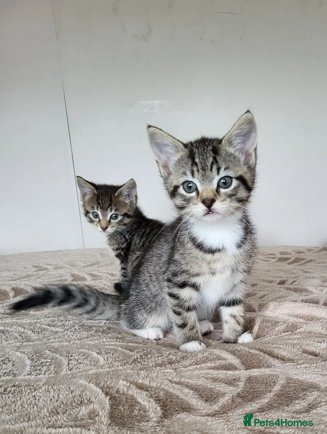 Mixed Breed cats for sale: 3 beautiful long haired kittens  - Advert 2