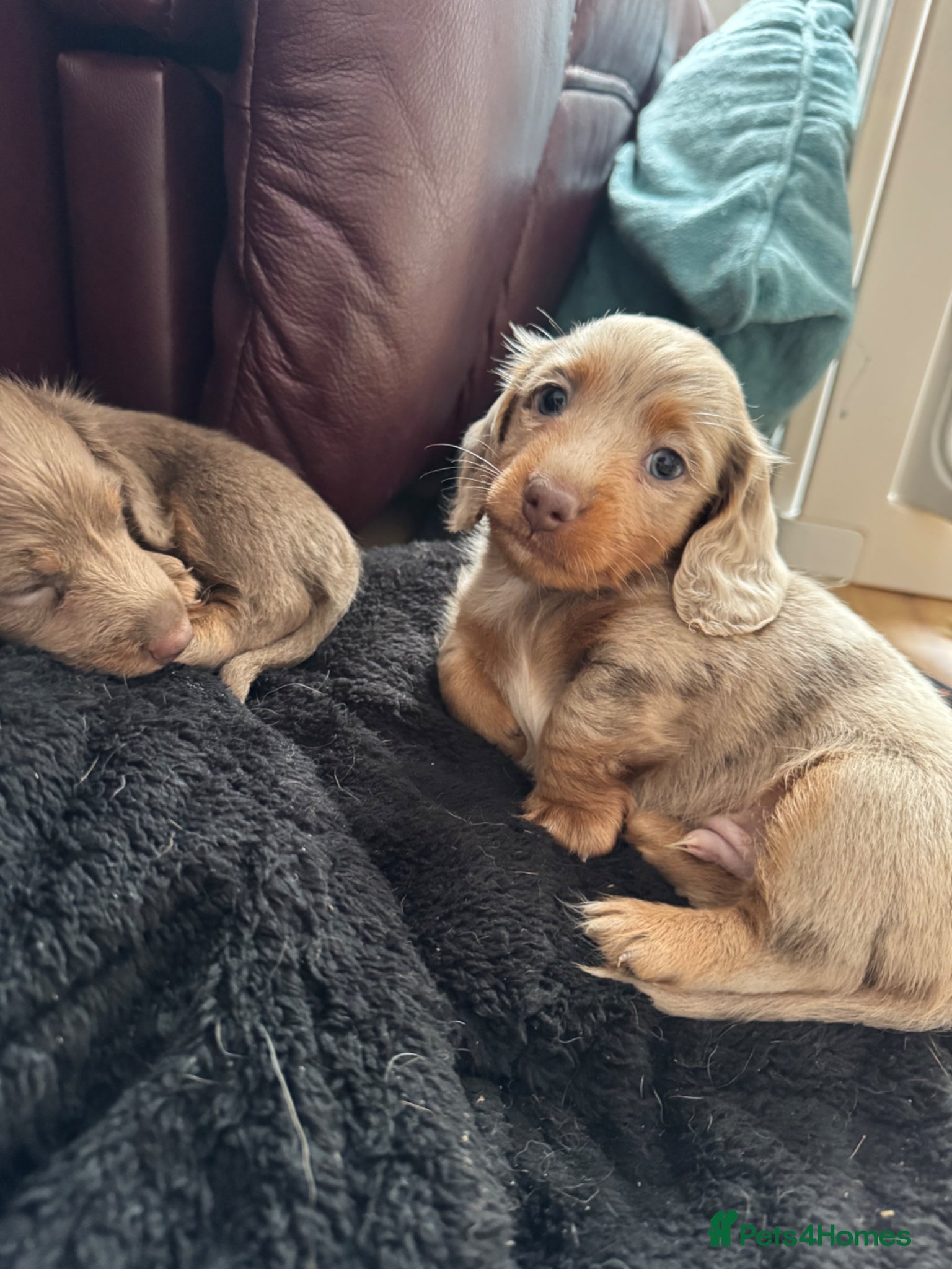 Miniature Dachshund dogs Stunning KC Registered Miniature Dacshund’s - Advert 18