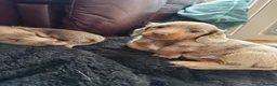 Miniature Dachshund dogs for sale: Long Haired Miniature Dacshund’s Ready To Leave - Advert 10