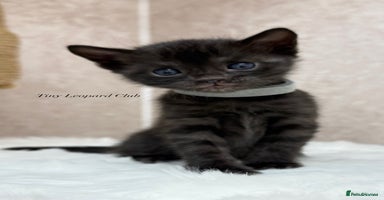 Bengal cats - Advert 13