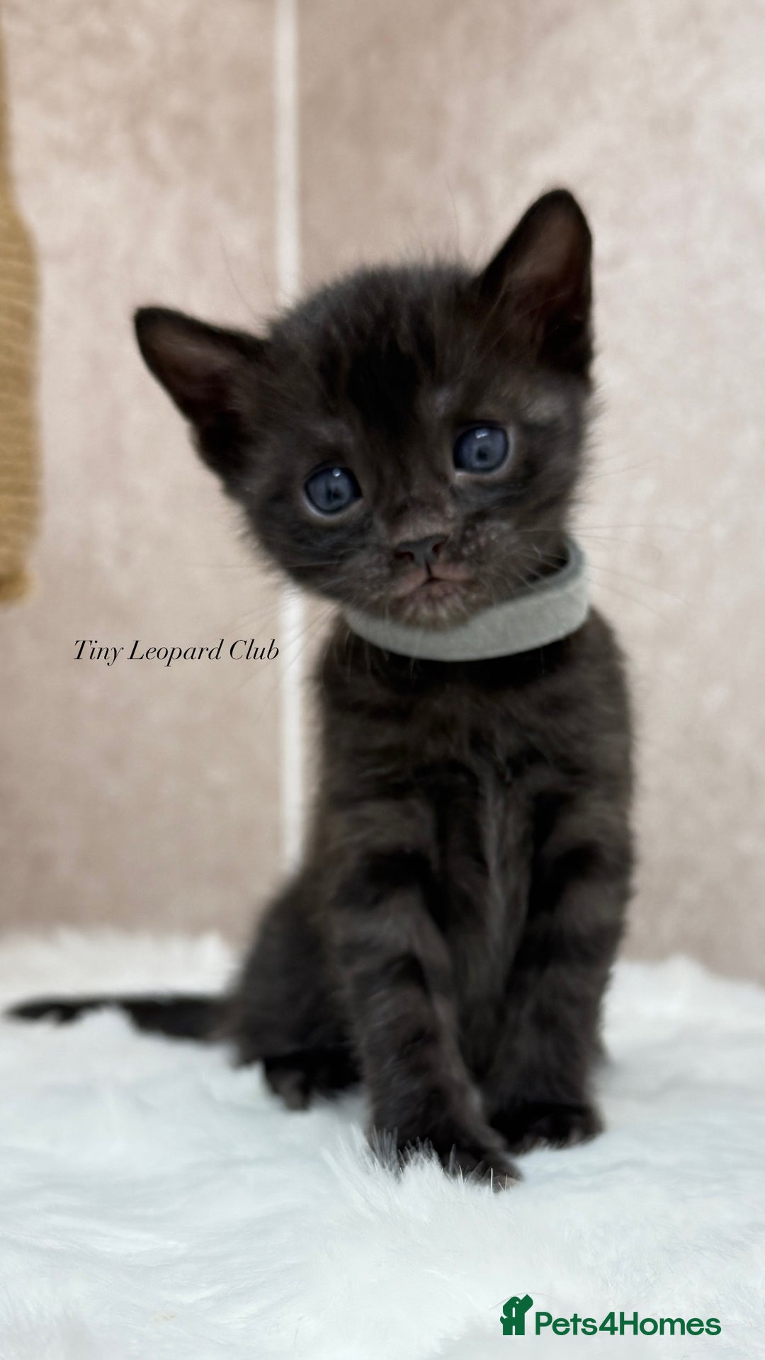 Bengal cats for sale: International Championship, Full Pedigree Bengals - Image 3