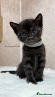 Bengal cats - Advert 12