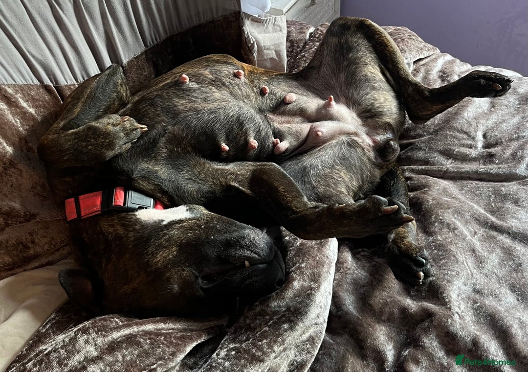 Mixed Breed dogs for sale: Sasha the staffie cross  - Image 7