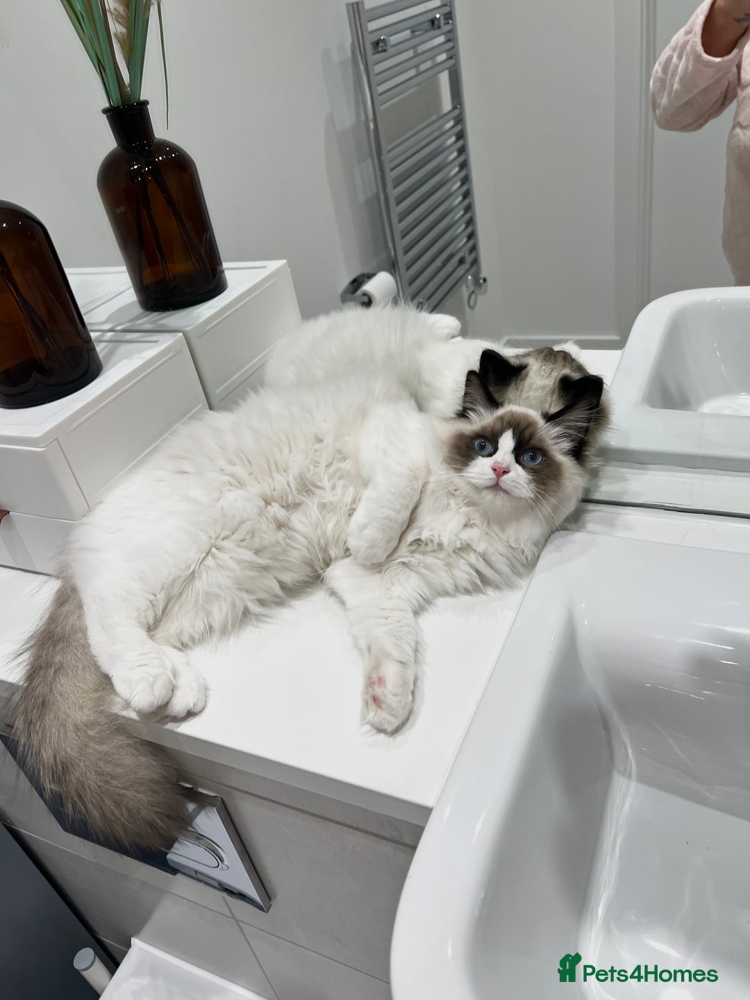 Ragdoll cats for sale: RARE TICA ENTIRE MALE SEAL POINT BICOL CHAMP BLOOD - Image 9
