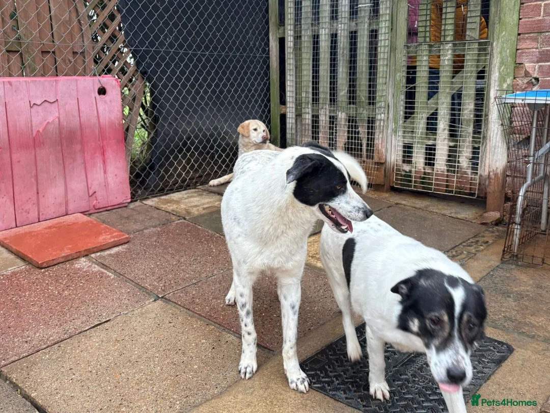 Mixed Breed dogs for adoption: Desmond - Norwich Norfolk  - Advert 6