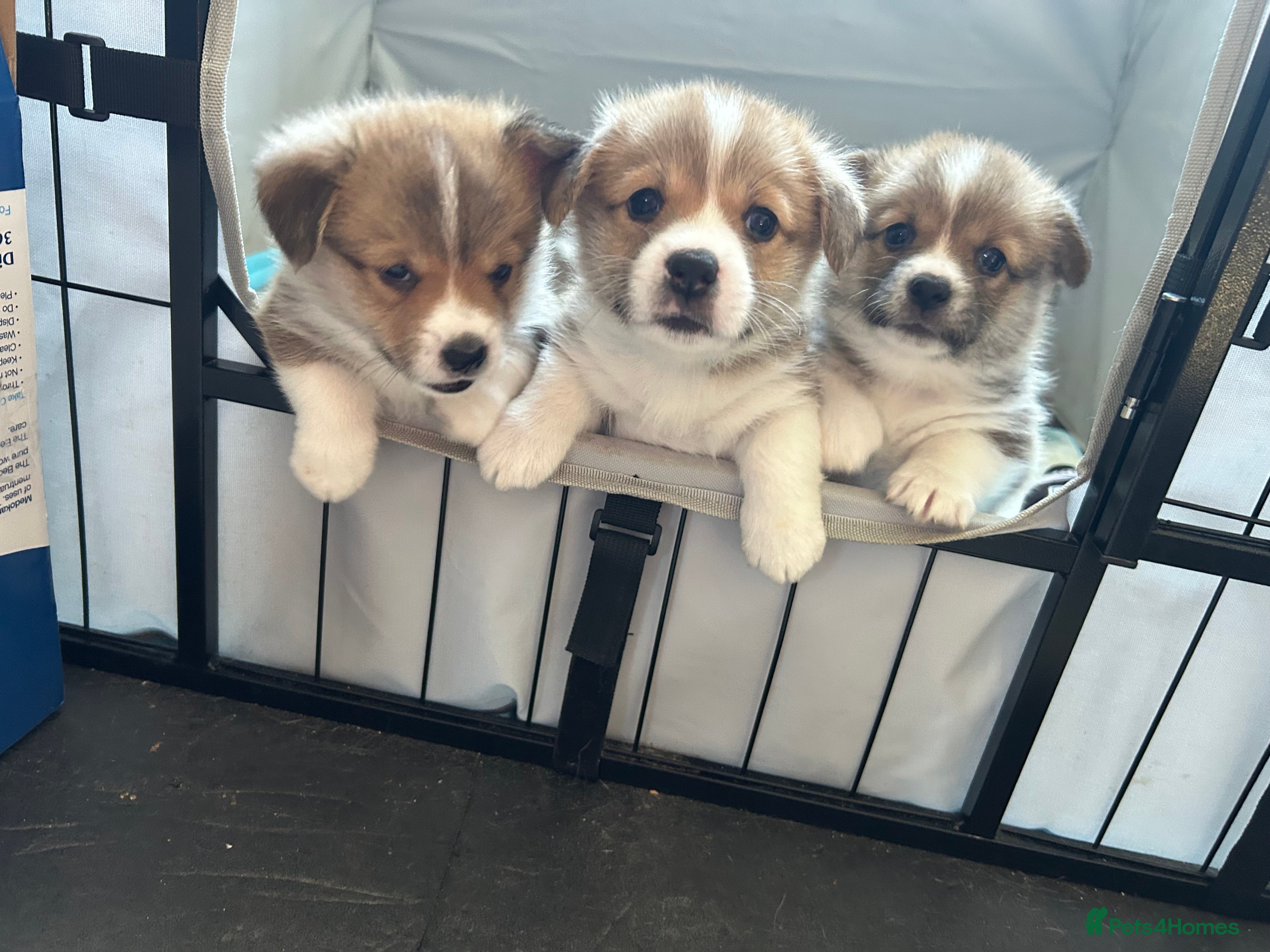 Welsh Corgi Pembroke dogs Gorgeous Quality Puppies - Advert 16
