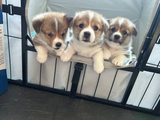 Welsh Corgi Pembroke dogs Gorgeous Quality Puppies - Advert 16