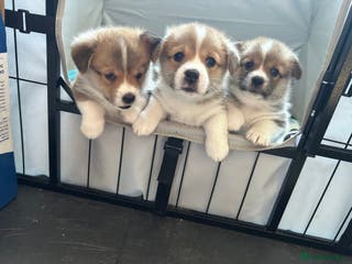 Welsh Corgi Pembroke dogs Gorgeous Quality Puppies - Advert 4