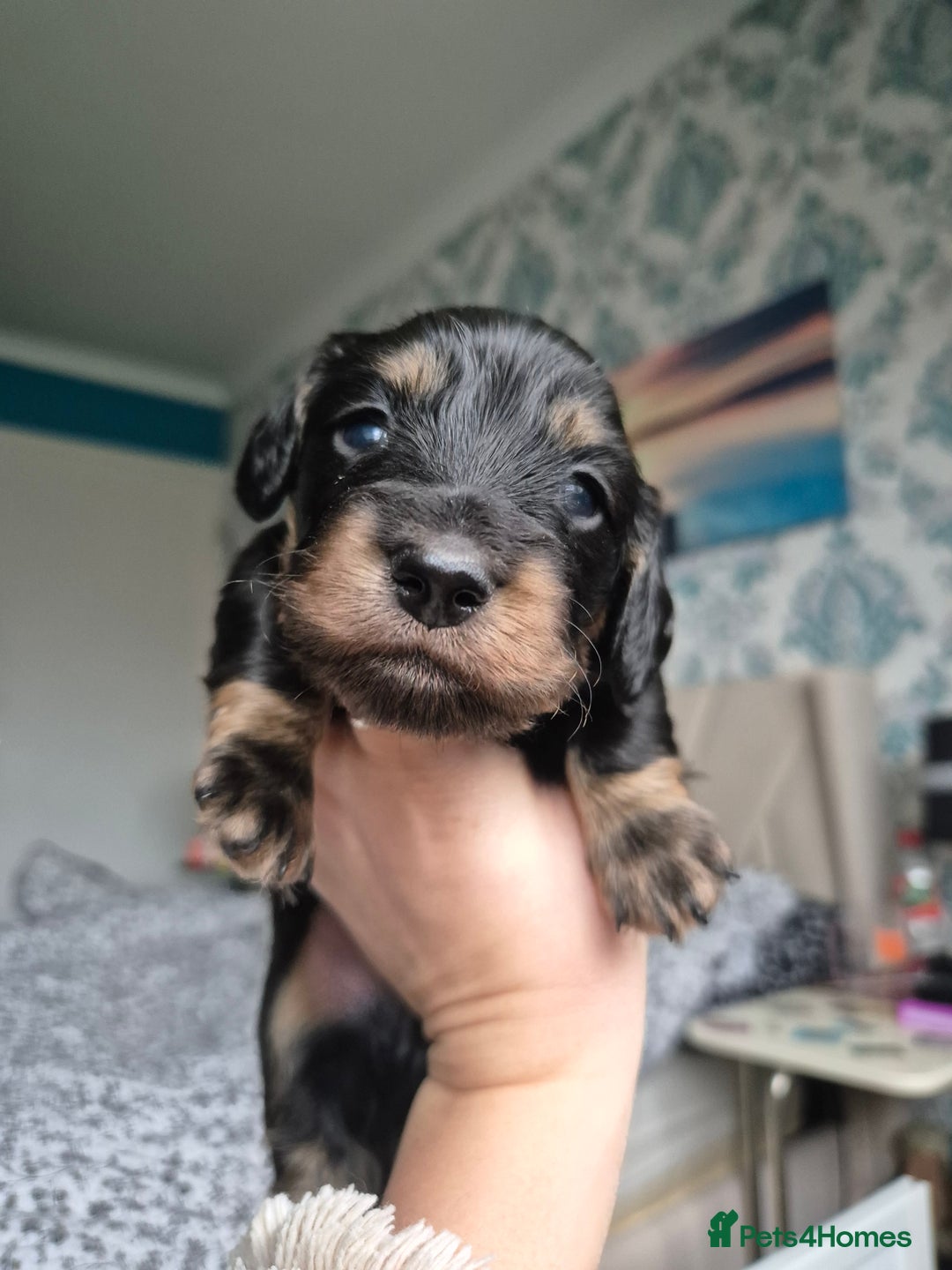 Miniature Dachshund dogs for sale: Long Haired Miniature Dachshund Pups - Advert 6