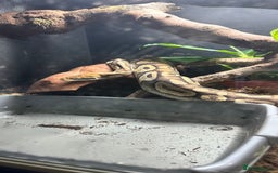 Python Snake reptiles for sale: Royal Python for sale - Image 4