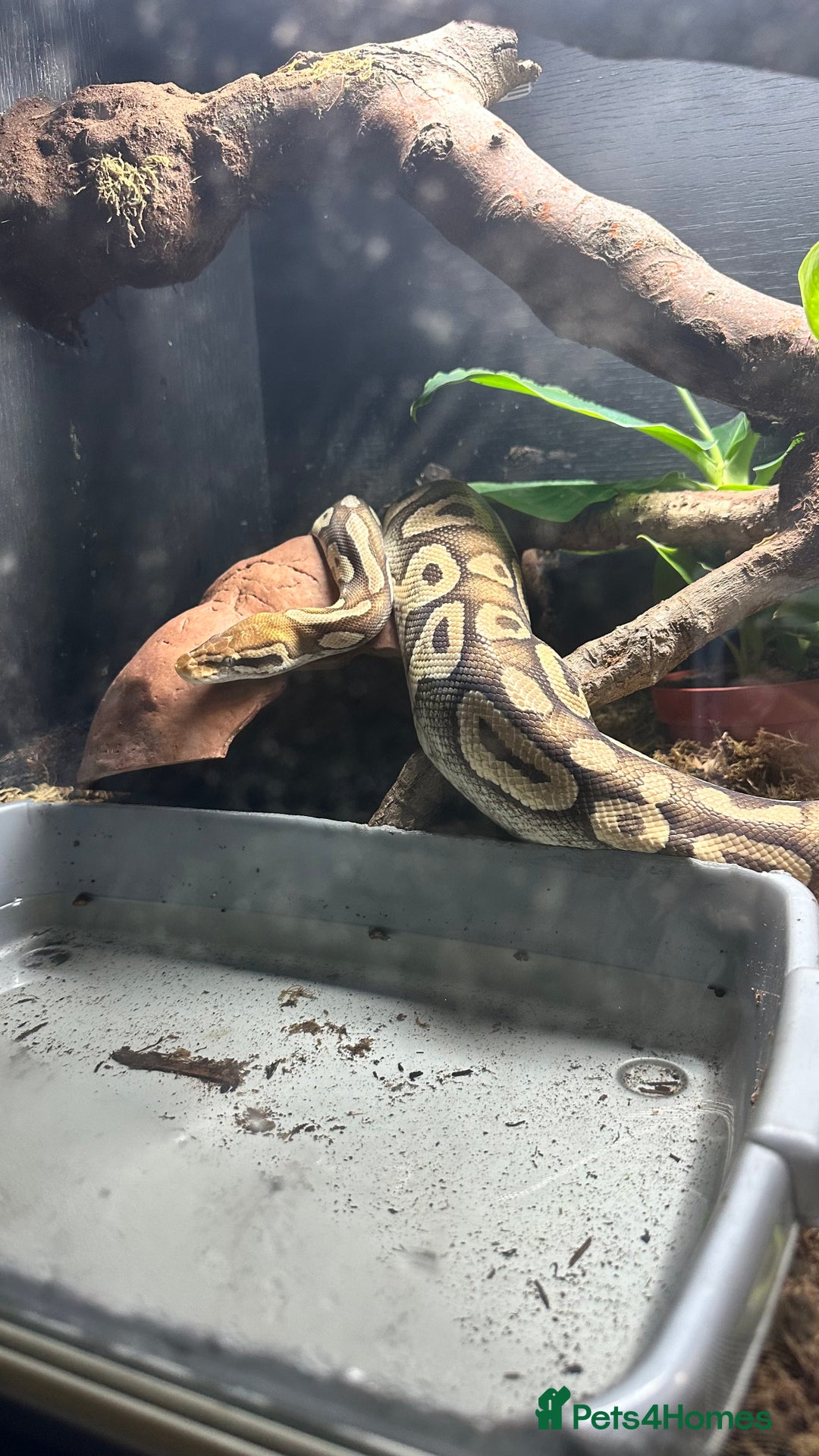 Python Snake reptiles for sale: Royal Python for sale - Image 4