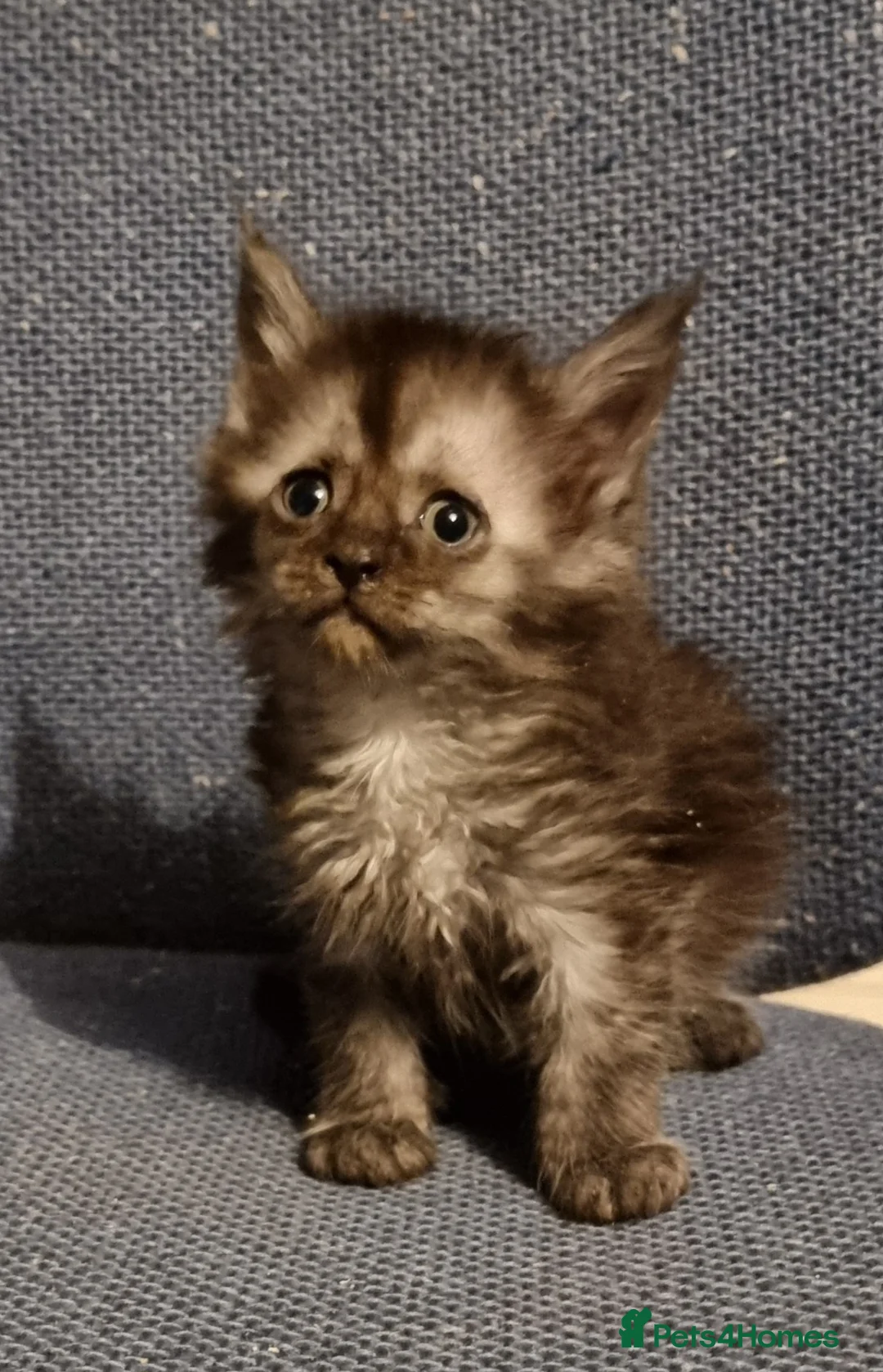 Maine Coon cats for sale: Pedigree GCCF registered Maine Coon Kittens  - Advert 16