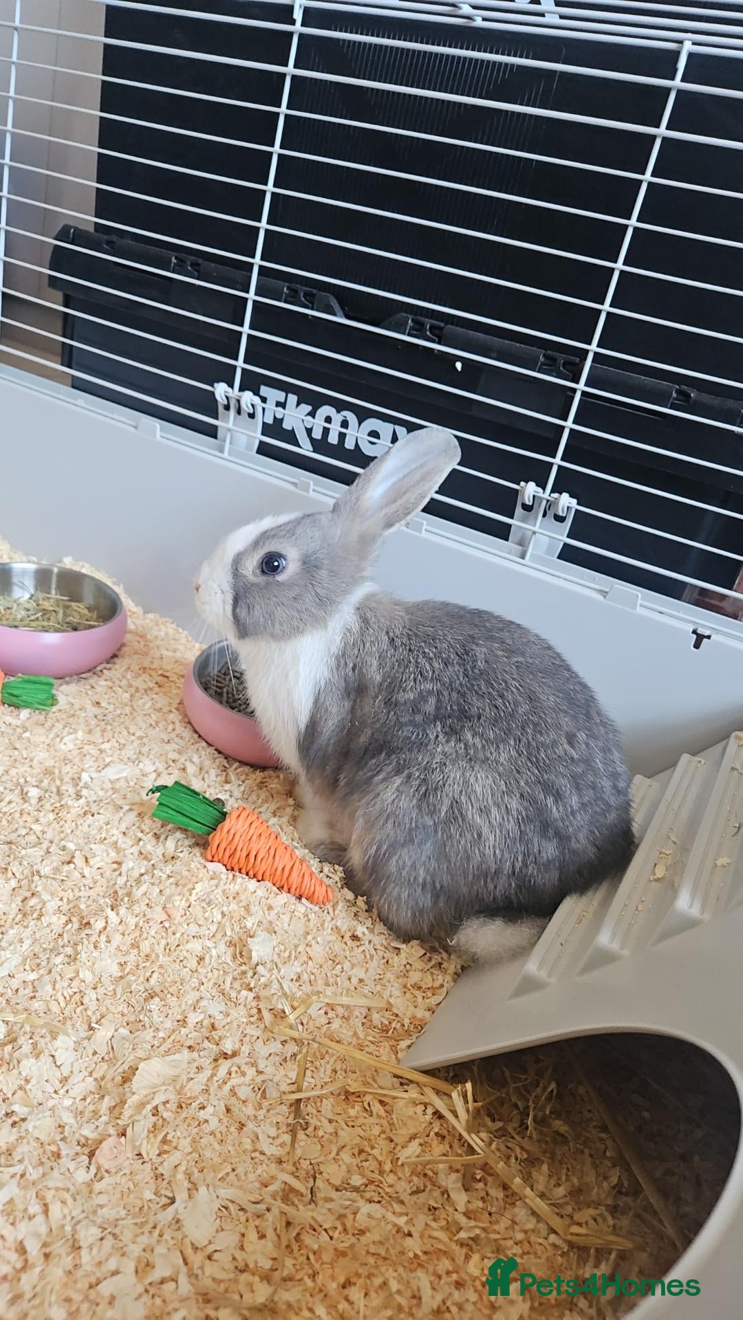 Mixed Breed rabbits Grey and white rabbit - Advert 1