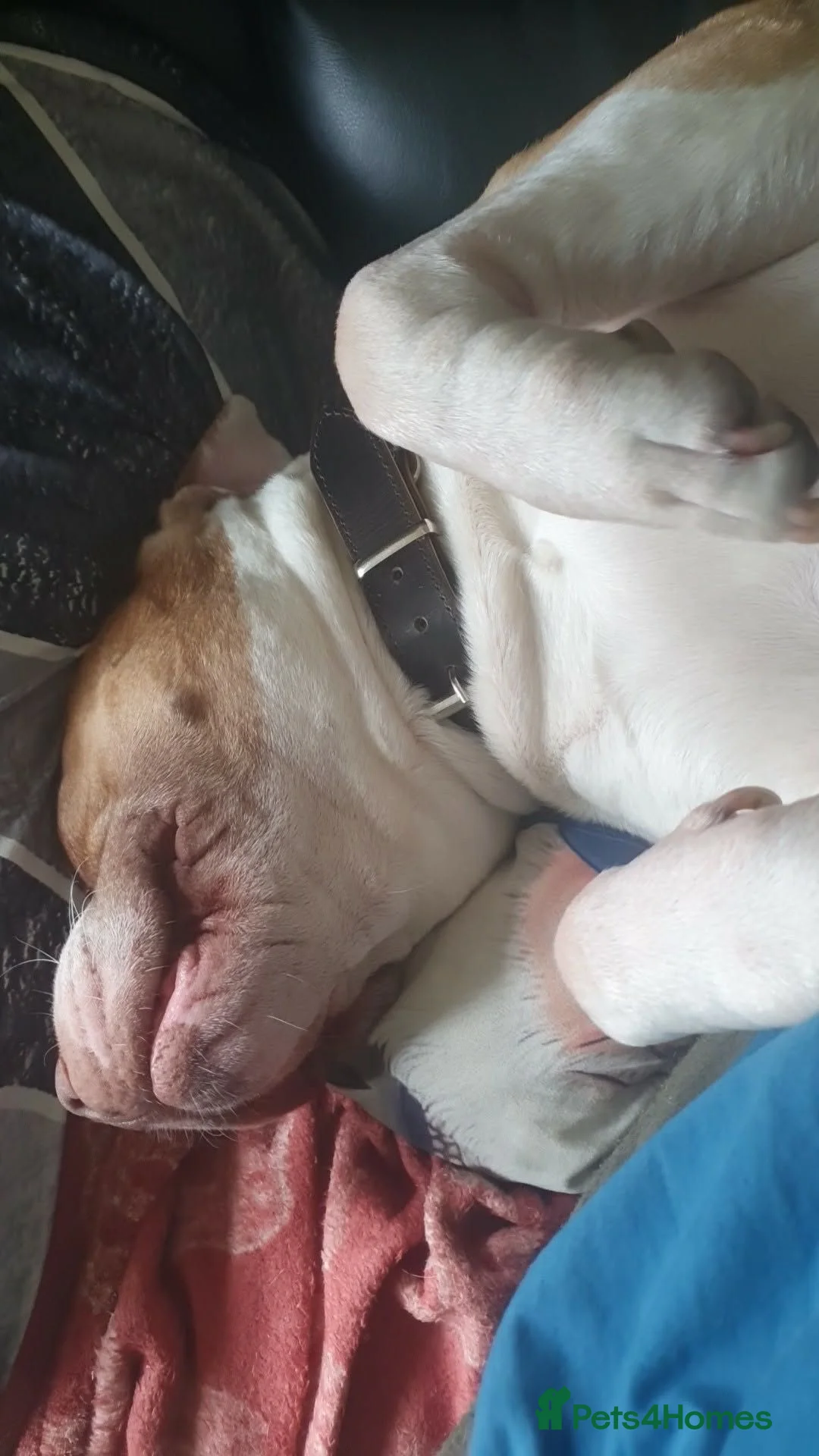 Mixed Breed dogs for sale: Paddy in Leeds - Advert 2