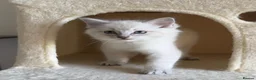 Ragdoll cats for sale: Aristocats Ragdolls Rare Flamepoint Baby Girl.  - Advert 8