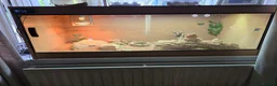 Bearded Dragon reptiles for sale: Bearded Dragon lizard and vivarium - Advert 4