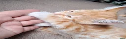 Mixed Breed cats for sale: Rare beautiful ginger tabby girl in Harlow - Advert 15