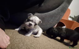 French Bulldog dogs for sale: 3 female french bulldogs - Advert 26