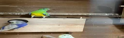 Parakeets birds for sale: a small colony of mutation red rump parakeets in Stoke-on-Trent - Advert 2