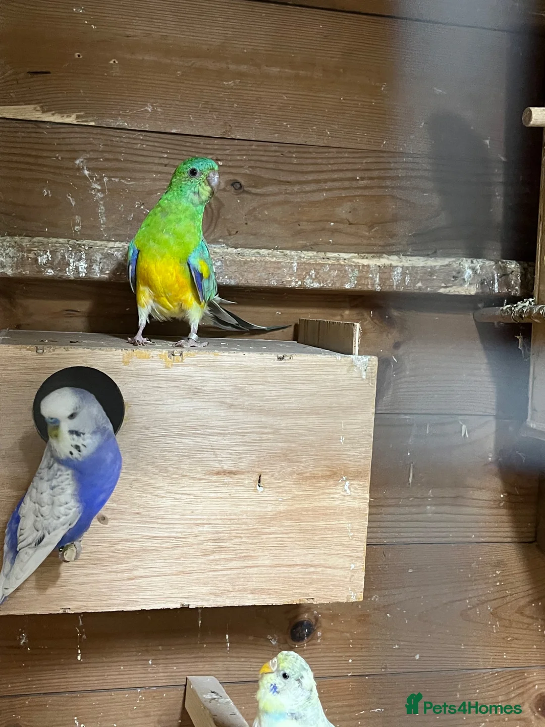 Parakeets birds for sale: a small colony of mutation red rump parakeets in Stoke-on-Trent - Advert 2