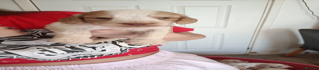 Cockapoo Puppy 7