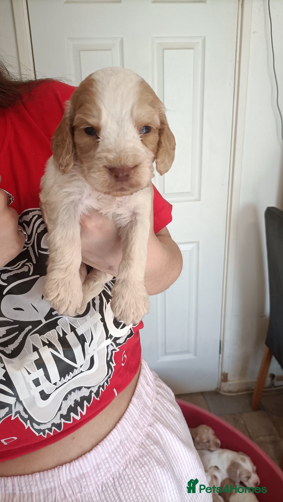 Cockapoo dogs for sale: Cockapoo F1B - Image 7