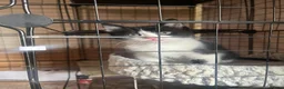Mixed Breed cats for sale: 2 black and white kittens - Advert 6