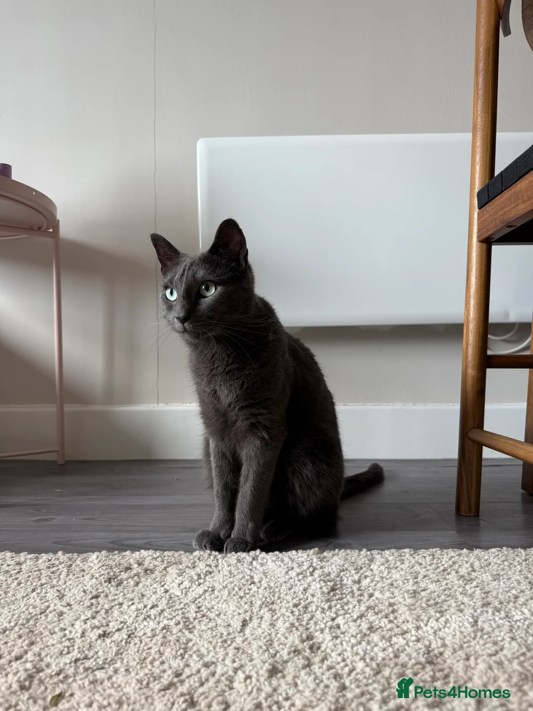 Mixed Breed cats for sale: Affectionate indoor cat looking for loving home - Advert 3