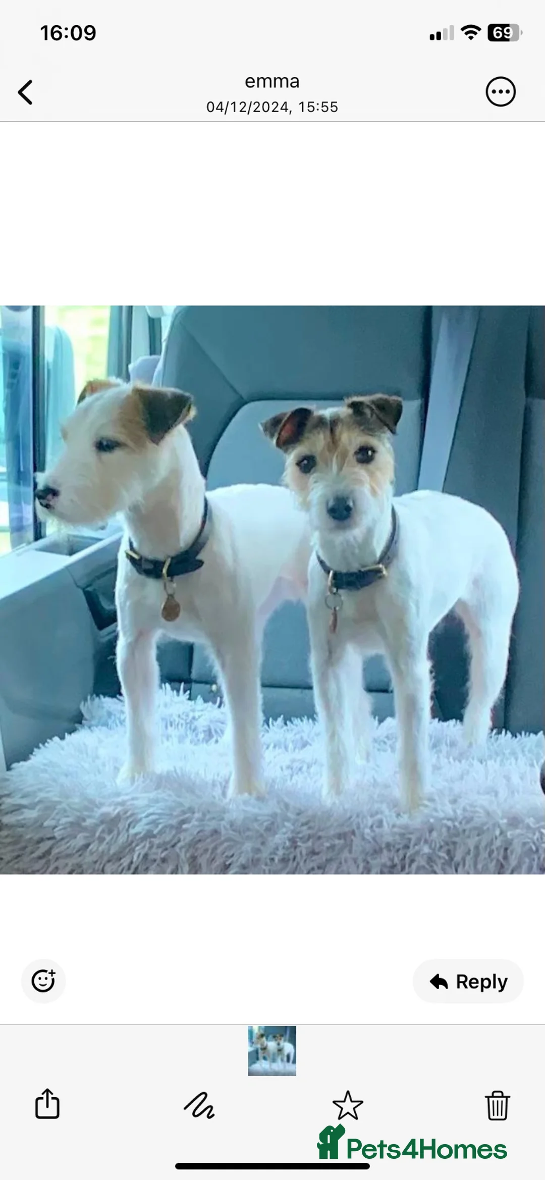 Parson Russell dogs for stud: Parson Russell at stud - Advert 2