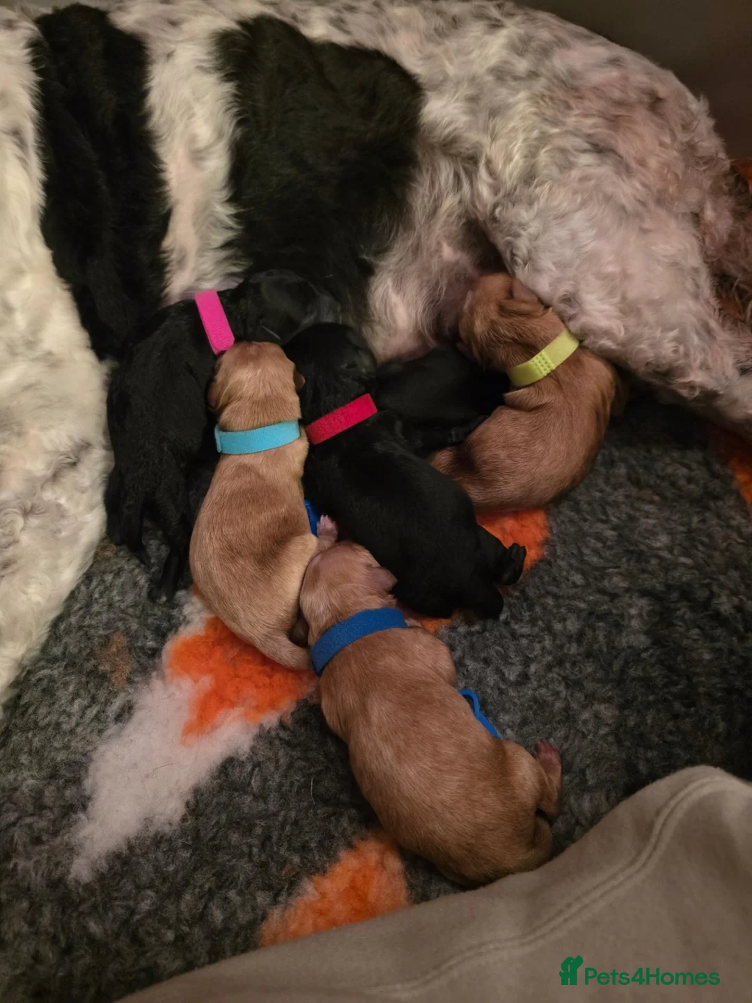 Cockapoo dogs for sale: Cockerpoo puppies  in Dover - Advert 9