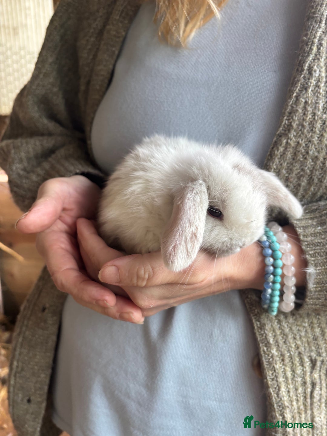 Mini Lion Lop rabbits for sale: 2 boy mini lion lops  - Advert 4