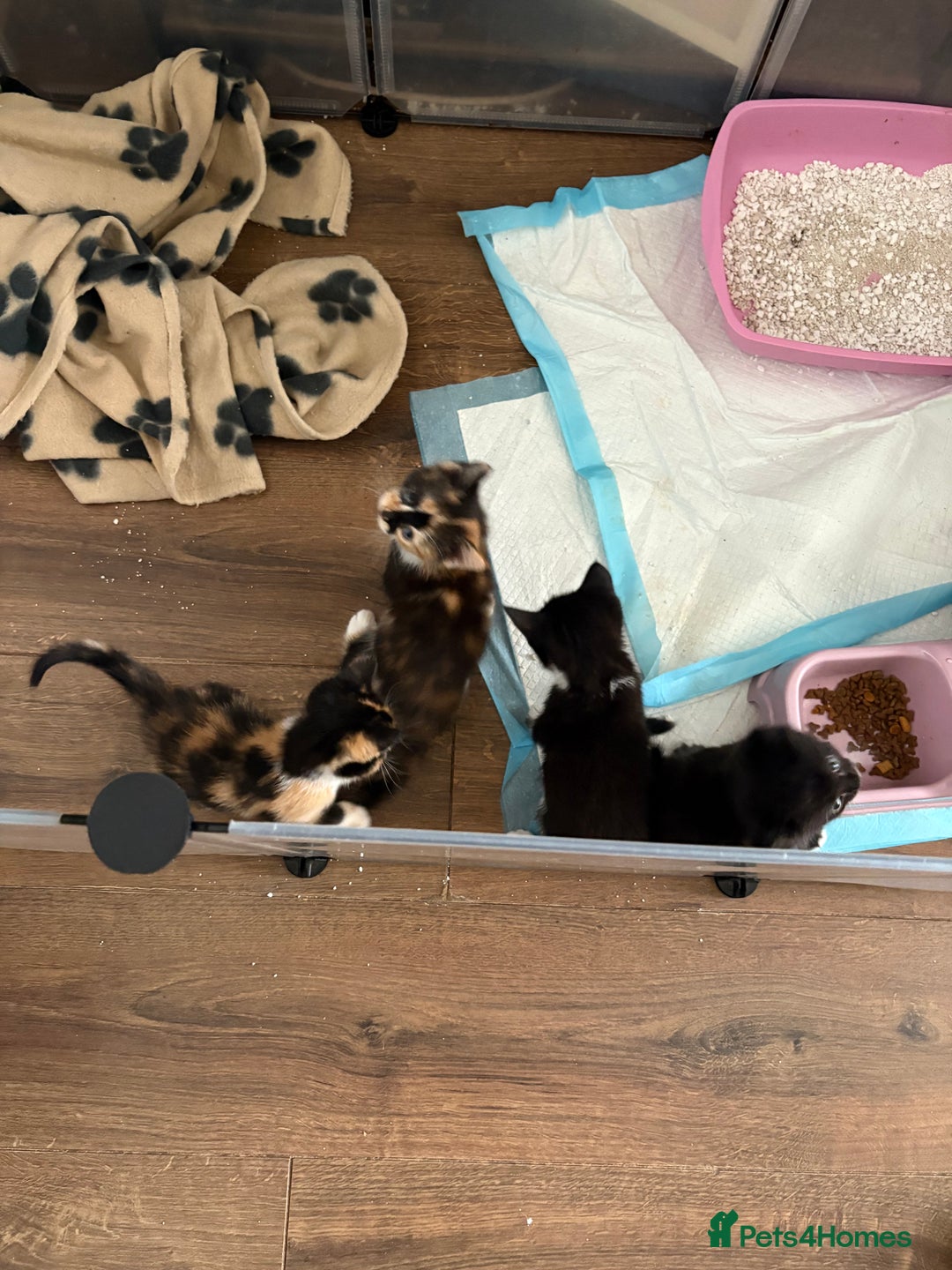 Mixed Breed cats for sale: Beautiful kittens  - Image 9
