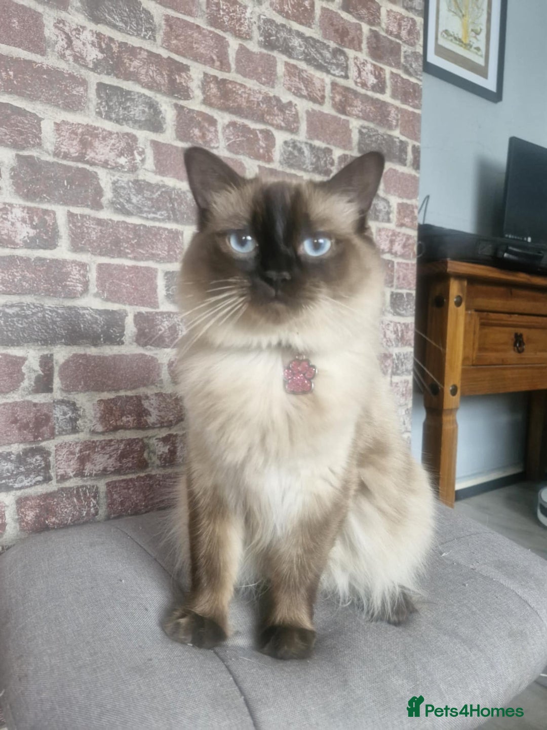 Ragdoll cats for sale: Seal Point Ragdoll – Boy Looking for a Loving Home - Advert 10