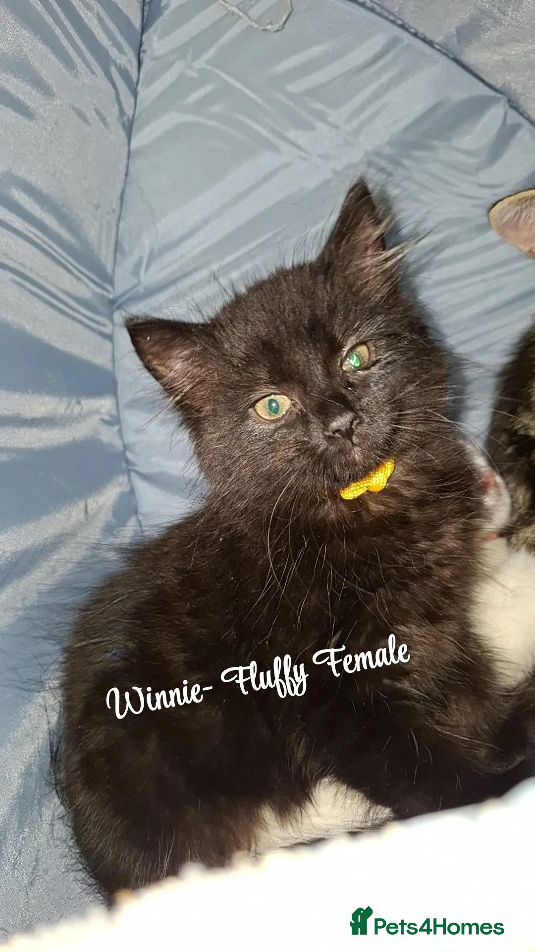 Mixed Breed cats for sale: Kittens  - Advert 2