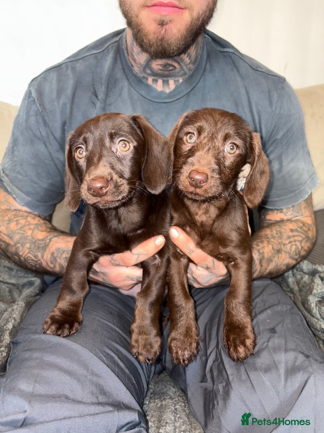 Labradoodle dogs for sale: mini labradoodle mix / LAST 2 GIRLS READY NOW! - Advert 2