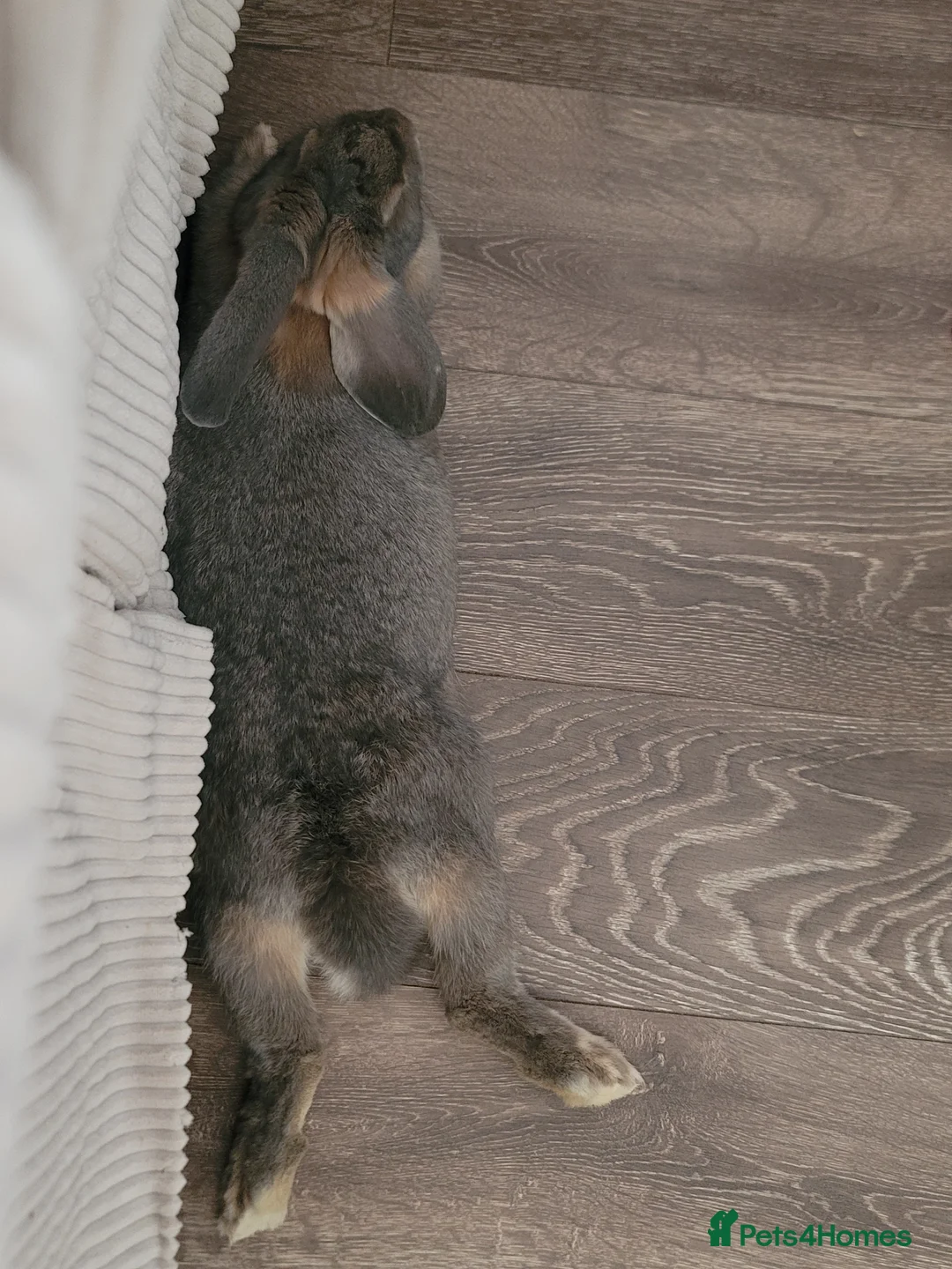 Mixed Breed rabbits for sale: Big female bunny, floppy ear - Advert 4