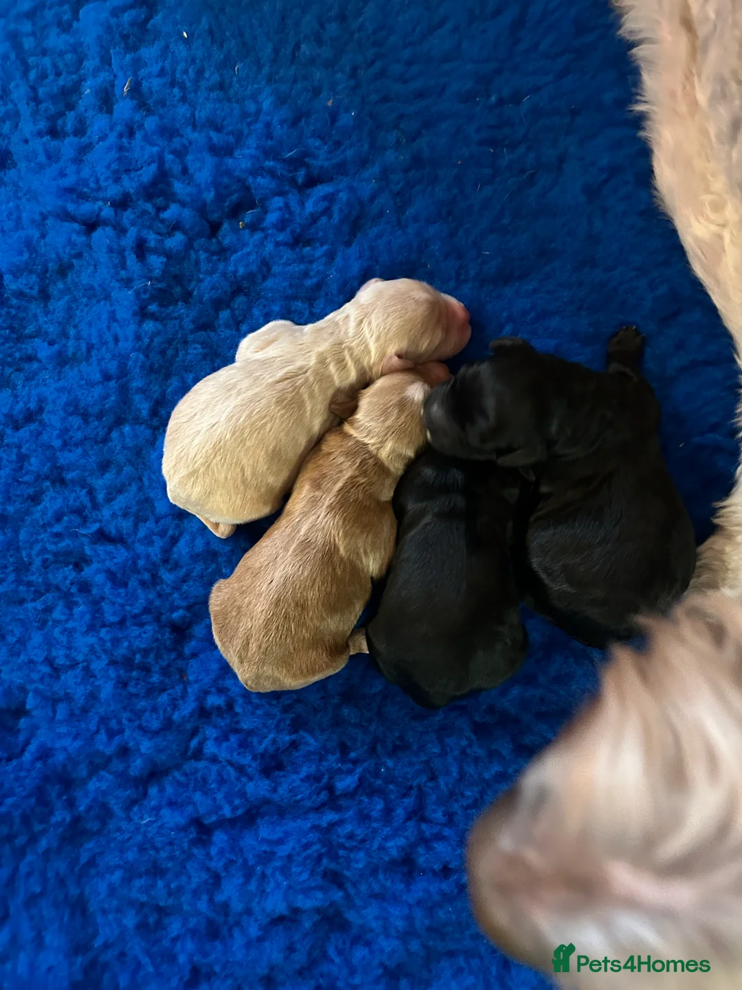 Mixed Breed dogs for sale: MINATURE GOLDENDOODLES EXTENSIVELY HEALTH TESTED - Advert 3