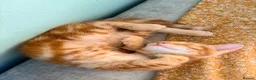 Mixed Breed cats for sale: Bengal/Maine Coon mix • stunning & affectionate  - Advert 10
