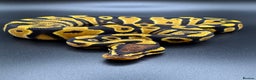 Python Snake reptiles for sale: Male Orange Dream Mojave Het Hypo - Advert 2