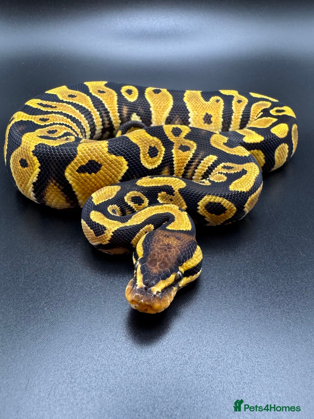 Python Snake reptiles for sale: Male Orange Dream Mojave Het Hypo - Advert 2