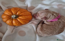 Maltipoo dogs for sale: 🐾✨️Beautiful Maltipoo Pups ready in December!🐾✨️ - Image 16