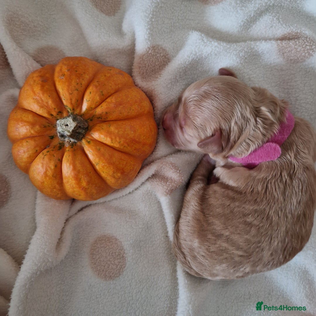 Maltipoo dogs for sale: 🐾✨️Beautiful Maltipoo Pups ready in December!🐾✨️ - Image 16