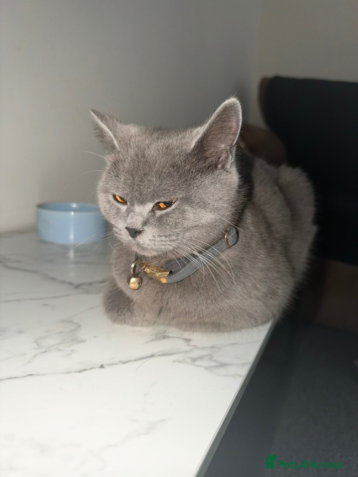 American Shorthair cats 6 Month Old Kitten 🐾 - Advert 1