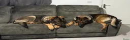 German Shepherd dogs for sale: German Shepherd Puppies – Boys and Girls Available in Birmingham - Advert 3
